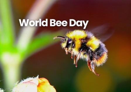World Bee Day 2025