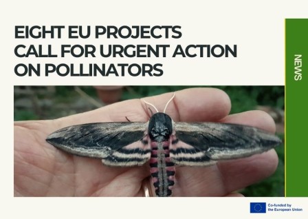 Europe risks a crisis if it fails to halt pollinator loss, researchers warn