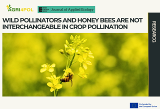 New AGRI4POL co-funded research shows that wild pollinators and honey bees are not interchangeable in crop pollination